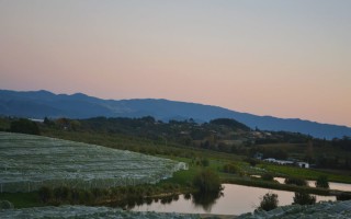 Vineyard in Summer
