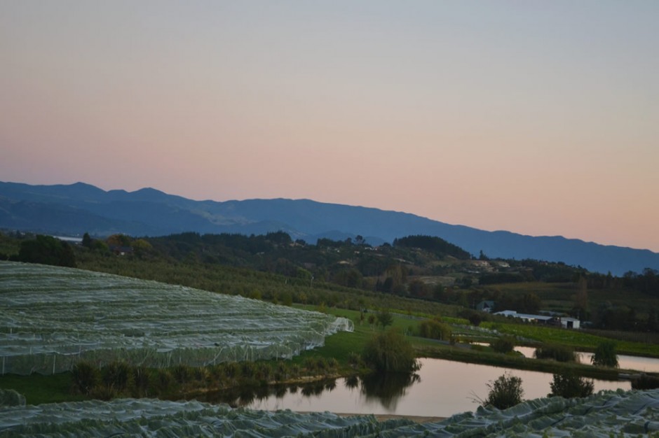 Vineyard in Summer
