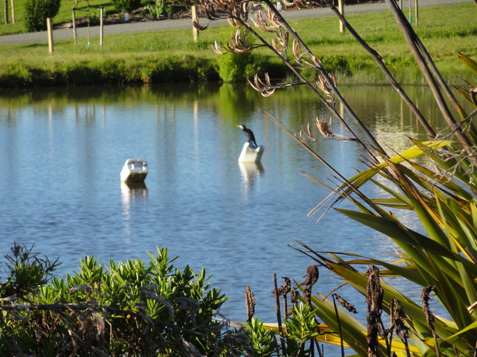 Pond view