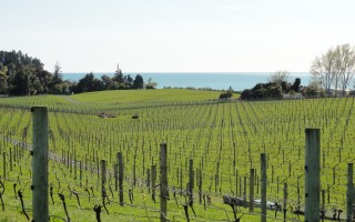 Vineyard in Winter