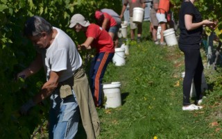 Vineyard Harvesting