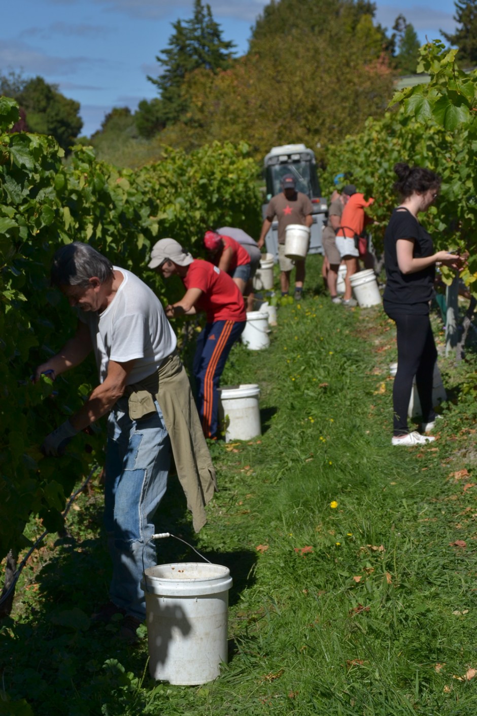 Vineyard Harvesting