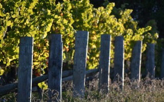 Vineyard in Spring