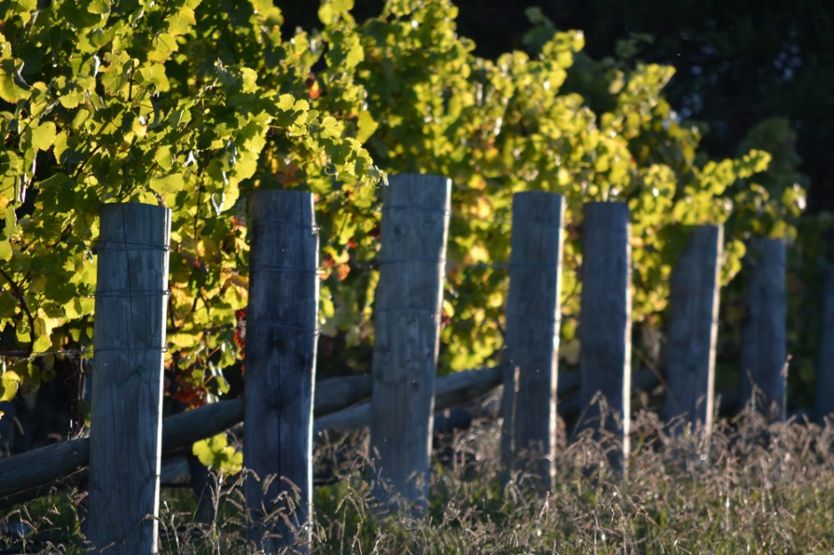 Vineyard in Spring