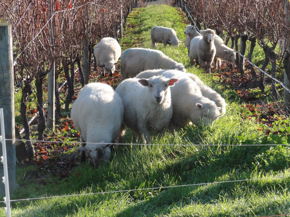 Grazing_Sheep
