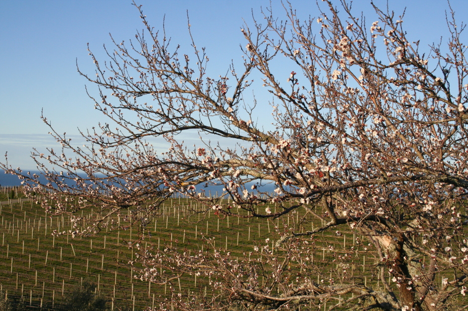 Apricot Flowers