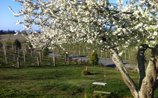 Flowering Plum Tree