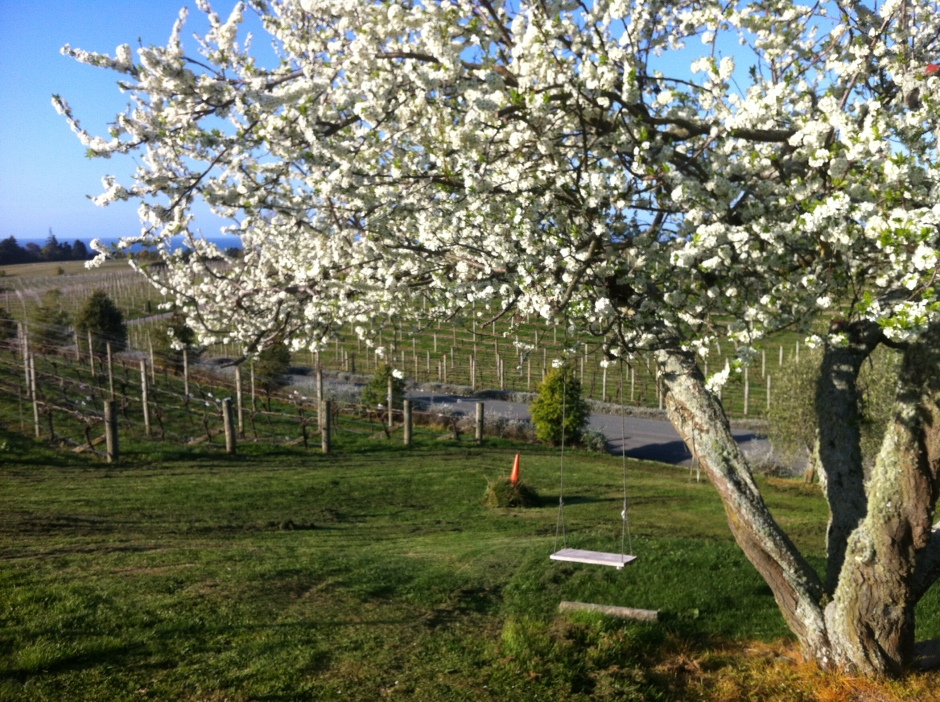 Flowering Plum Tree
