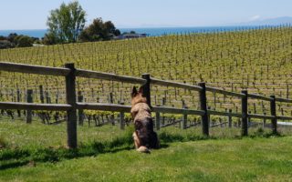 Bacchus on the look out